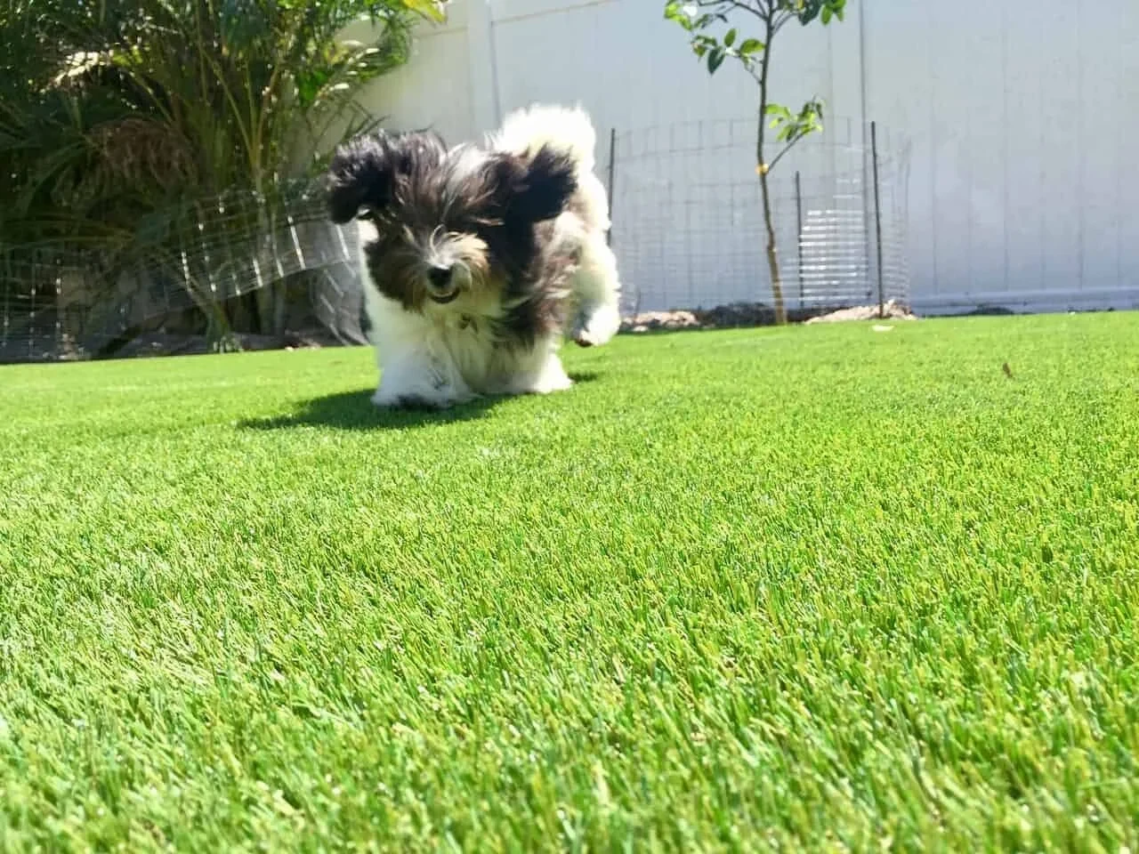 Artificial Turf Pet Area Installation